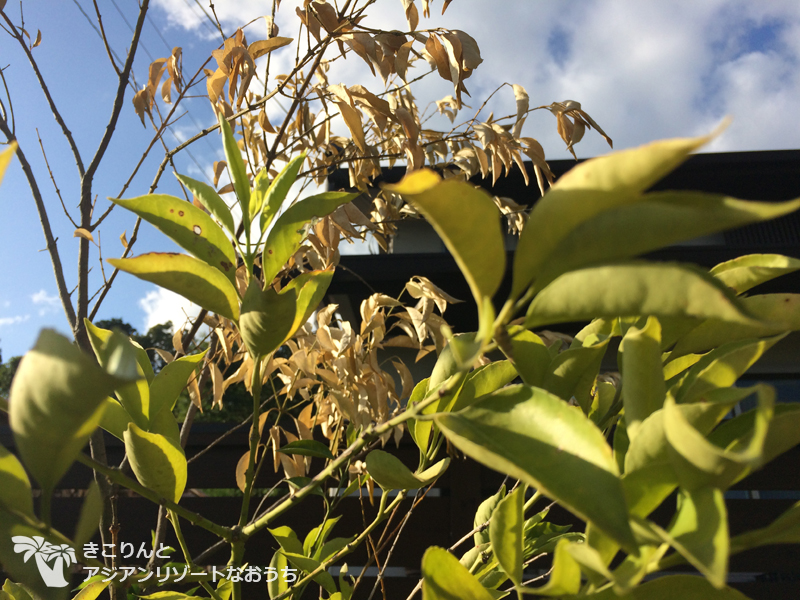 外構・植栽】ショック！ヒゼンマユミが枯れかけている・・