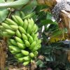 【バナナの成長記録】サンジャクバナナを植え替えました。
